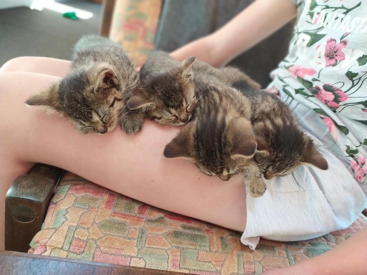 Na Losenici Nicov  Luaran gambar